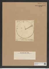Aulacodiscus scaber var. jonesianus Ralfs (de-Toni-Nr.: Genus 182, Species 4516) Zeichnungen Sammlung Grunow Nr. 8105 (NHMW-BOT-W0377445)